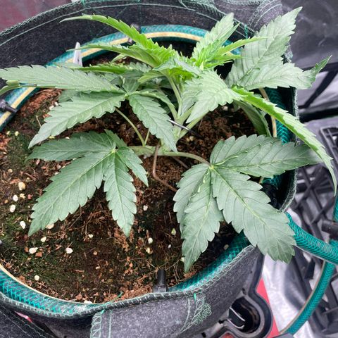 Black Domina  growlog timeline photo