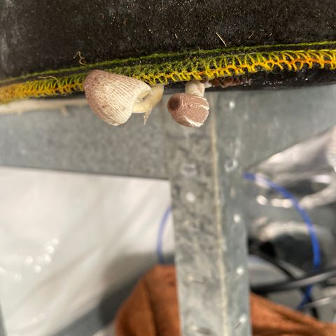 Black Domina  growlog timeline photo
