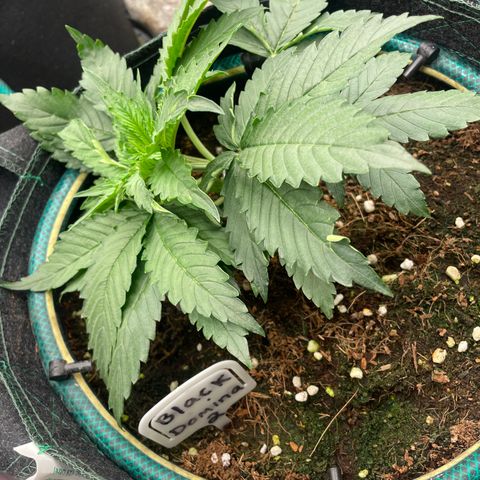 Black Domina  growlog timeline photo