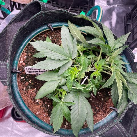 Black Domina  growlog timeline photo
