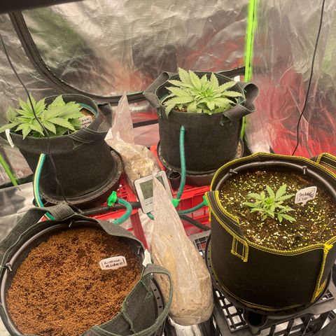 Black Domina  growlog timeline photo