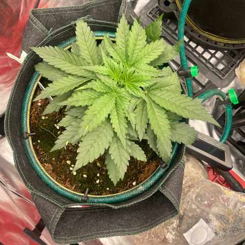 Black Domina  growlog timeline photo