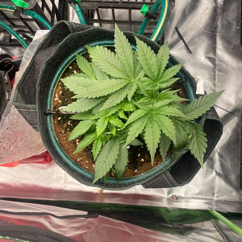 Black Domina  growlog timeline photo