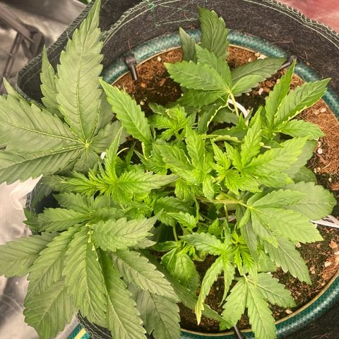 Black Domina  growlog timeline photo