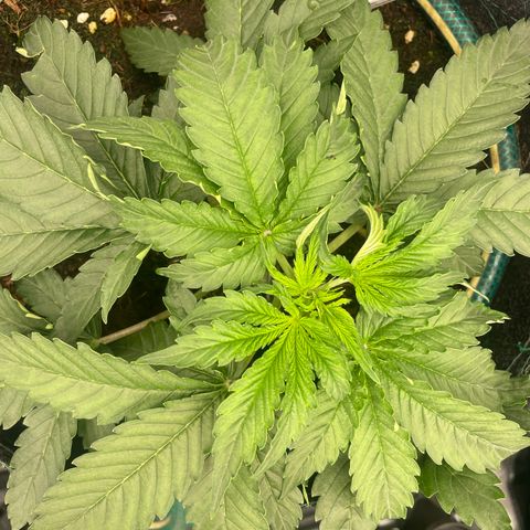 Black Domina  growlog timeline photo