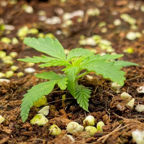 Auto Psychedelic growlog timeline photo