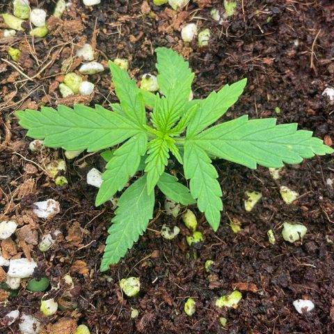 Auto Psychedelic growlog timeline photo