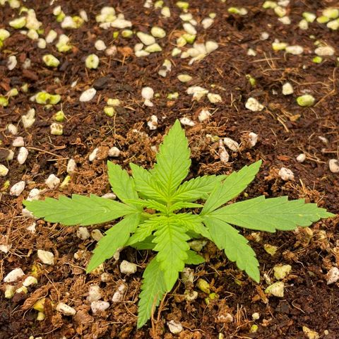 Auto Psychedelic growlog timeline photo