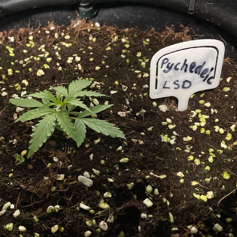 Auto Psychedelic growlog timeline photo
