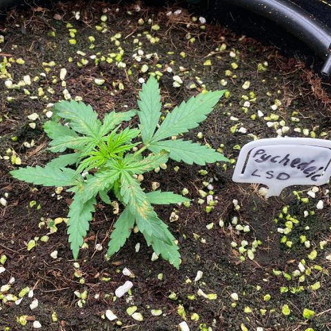 Auto Psychedelic growlog timeline photo