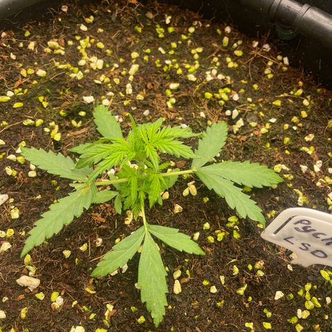 Auto Psychedelic growlog timeline photo