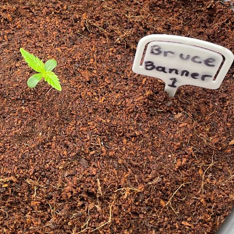  Bruce Banner #1 growlog timeline photo