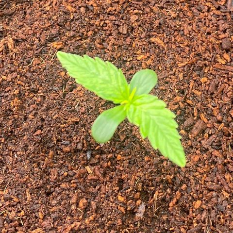  Bruce Banner #1 growlog timeline photo