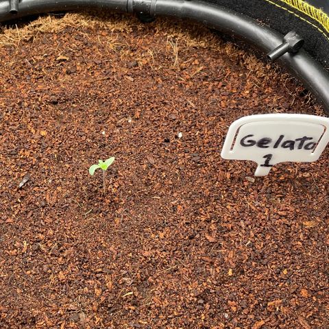 Gelato #1 growlog timeline photo