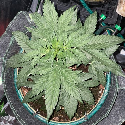 Black Domina  growlog timeline photo