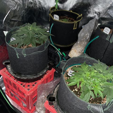 Black Domina  growlog timeline photo