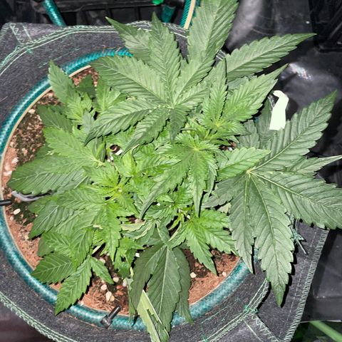 Black Domina  growlog timeline photo