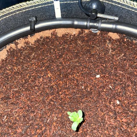 Gelato #1 growlog timeline photo