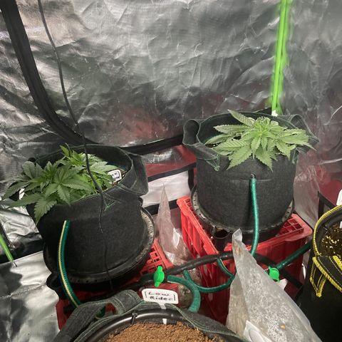 Black Domina  growlog timeline photo