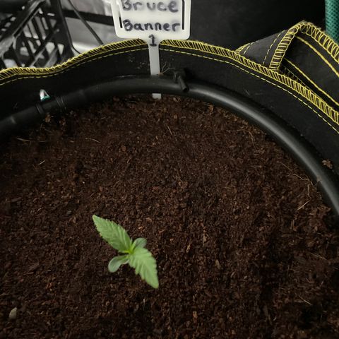  Bruce Banner #1 growlog timeline photo