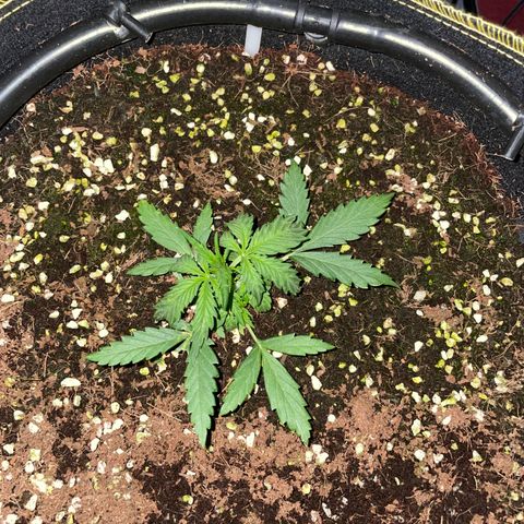 Auto Psychedelic growlog timeline photo