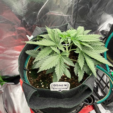 Black Domina  growlog timeline photo