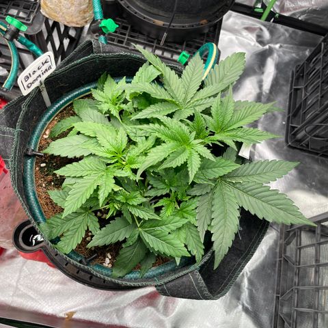 Black Domina  growlog timeline photo
