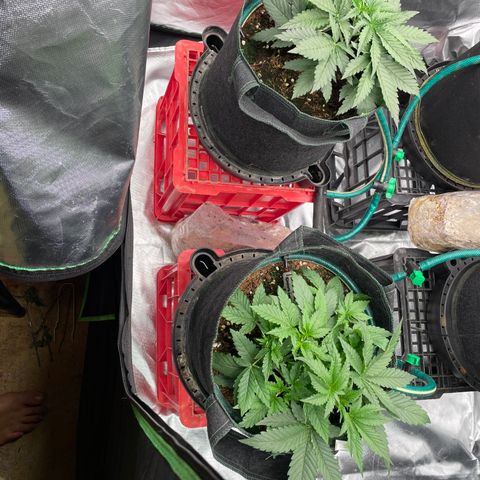 Black Domina  growlog timeline photo