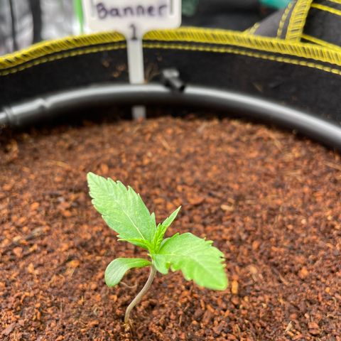  Bruce Banner #1 growlog timeline photo