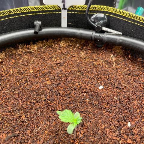 Gelato #1 growlog timeline photo
