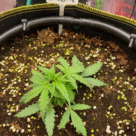 Auto Psychedelic growlog timeline photo