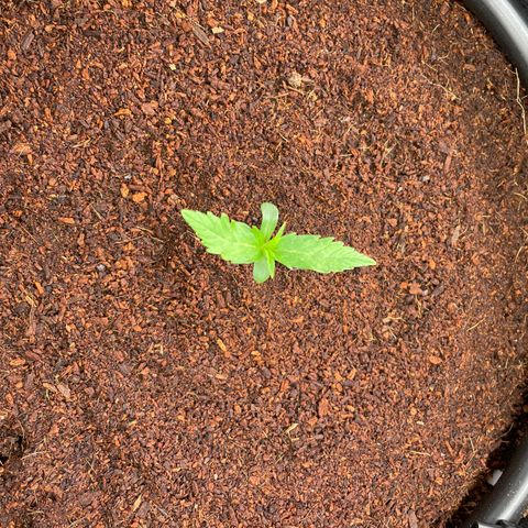  Bruce Banner #1 growlog timeline photo