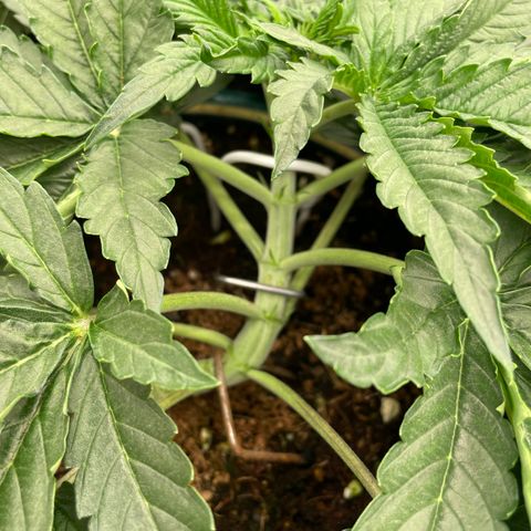 Black Domina  growlog timeline photo