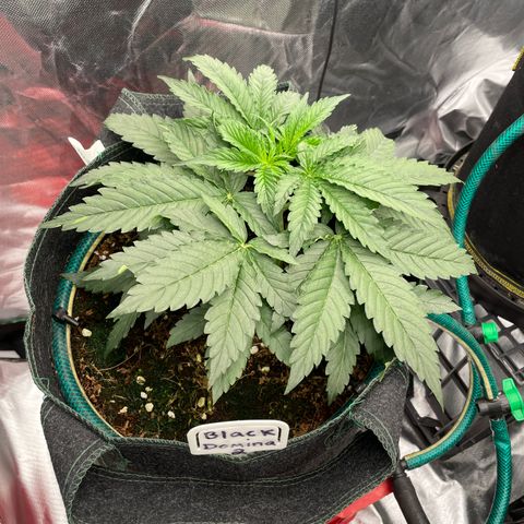 Black Domina  growlog timeline photo
