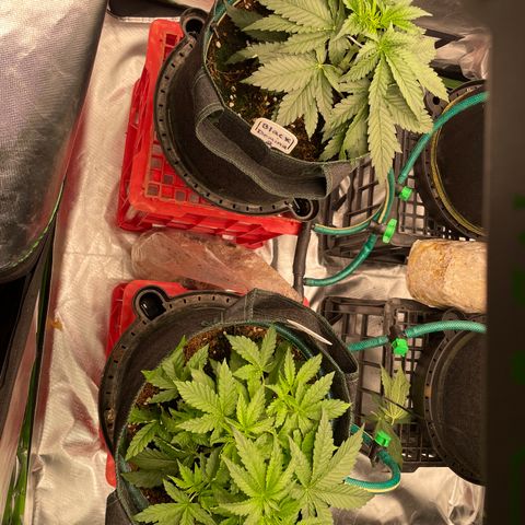 Black Domina  growlog timeline photo