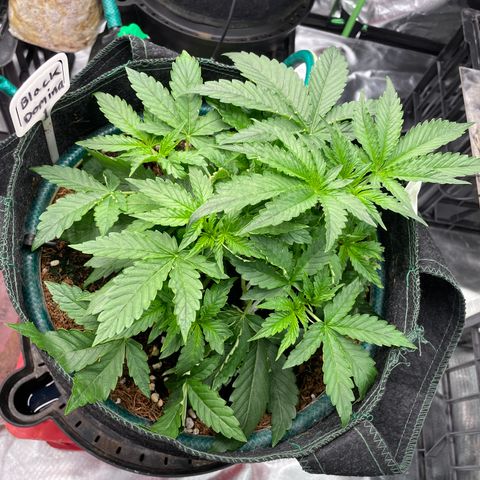 Black Domina  growlog timeline photo