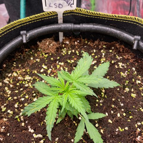 Auto Psychedelic growlog timeline photo