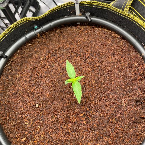  Bruce Banner #1 growlog timeline photo