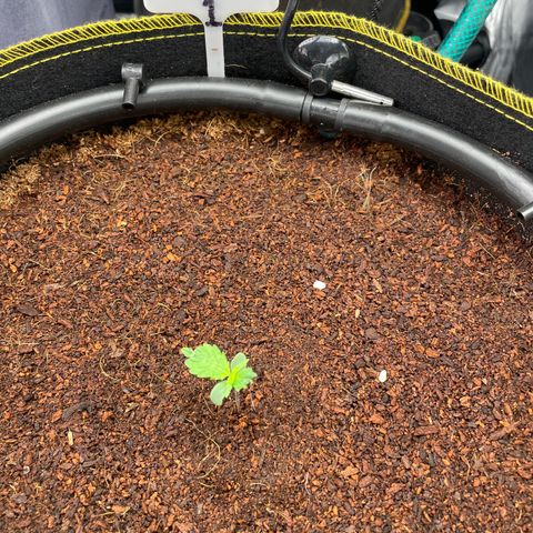 Gelato #1 growlog timeline photo