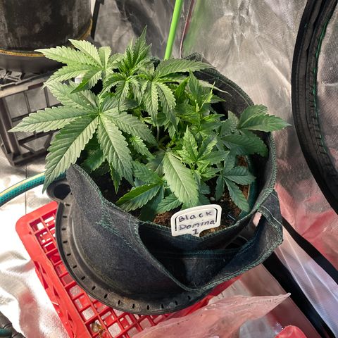 Black Domina  growlog timeline photo