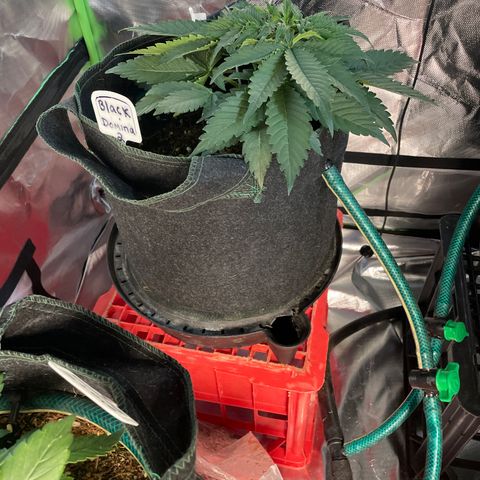 Black Domina  growlog timeline photo