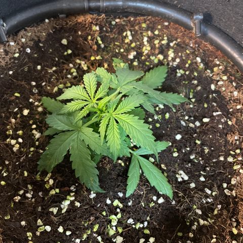 Auto Psychedelic growlog photo: 10:30 am