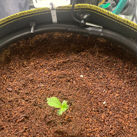 Gelato #1 growlog photo: 10:30am