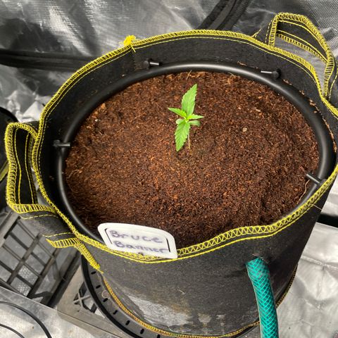  Bruce Banner #1 growlog photo: 10:30am lights out. 