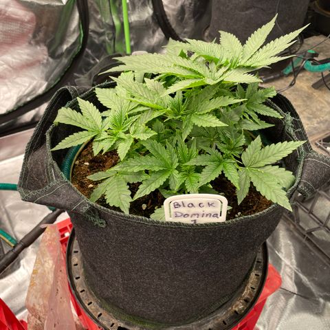 Black Domina  growlog timeline photo