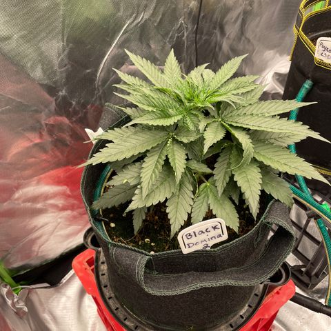 Black Domina  growlog timeline photo