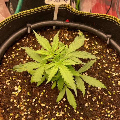 Auto Psychedelic growlog timeline photo
