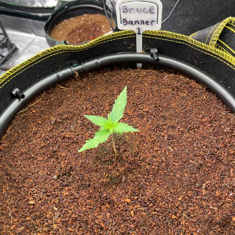  Bruce Banner #1 growlog timeline photo
