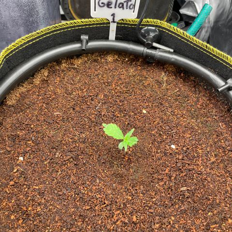 Gelato #1 growlog timeline photo