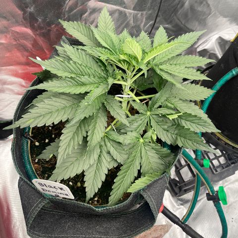 Black Domina  growlog timeline photo